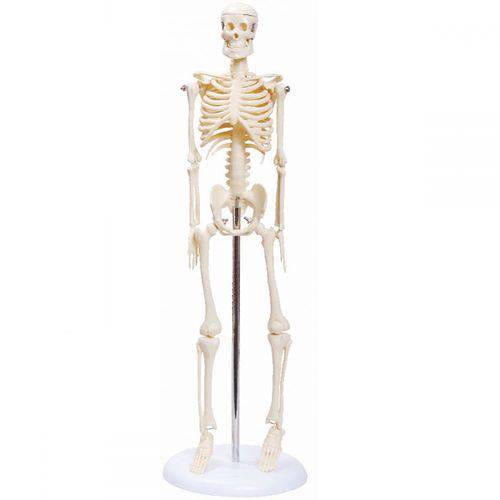 Esqueleto Humano Padrão, Articulado com Aproximadamente 45cm de Altura.