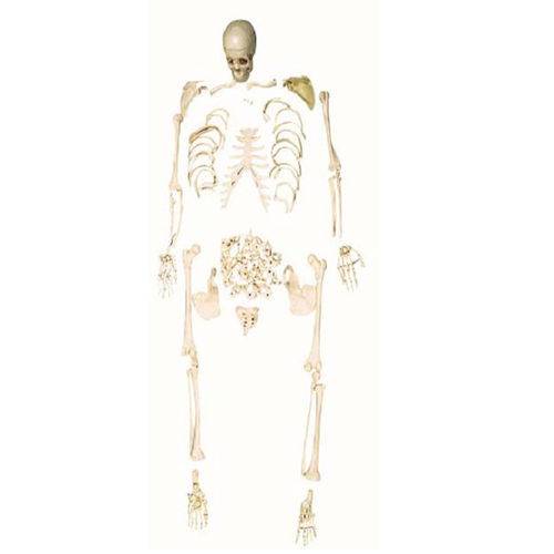 Esqueleto Padrão Desarticulado Anatomic - Código: Tgd-0101-c