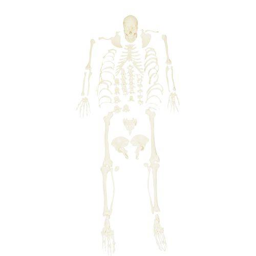 Esqueleto Padrão, Tamanho Natural, Desarticulado - Anatômico - Brax Tecnologia