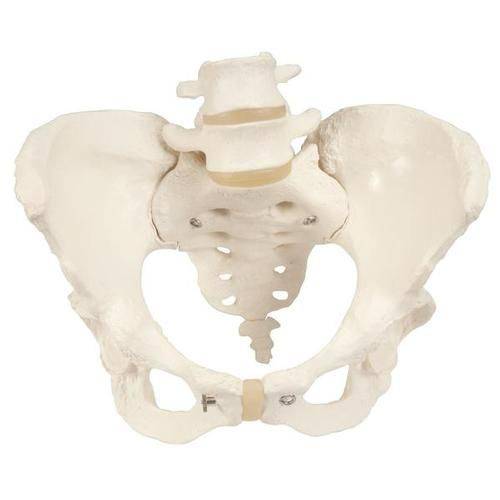 Esqueleto Pélvico Feminino - 3b Scientific - Cód: 1018536