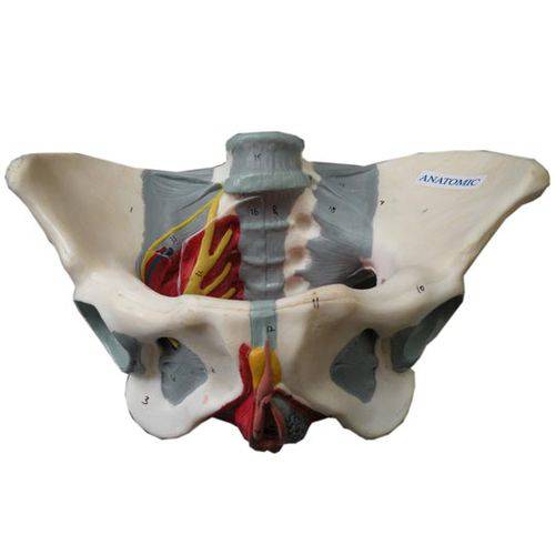 Esqueleto Pélvis Feminina com Nervos e Ligamentos - Anatomic - Cód: Tzj-0353-h