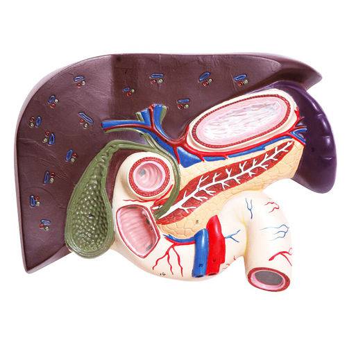 Fígado com Vesícula Biliar, Pâncreas e Duodeno Anatomic - Tzj-0329-b