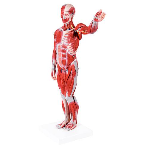 Figura Muscular Assexuada 78 Cm com Órgãos Internos Anatomic - Código: Tzj-4000-b