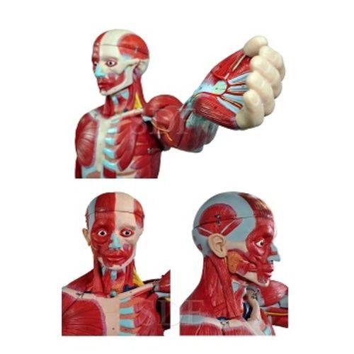 Figura Muscular de 1,70 Cm C/ Órgãos Internos em 29 Partes - Sdorf - Cod: Sd-5026
