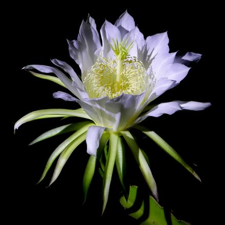 Flor de Pitaya - 20 X 20 Cm - Papel Fotográfico Fosco