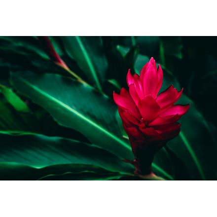 Gravura para Quadros – Arte Flor Helicônia - 45 X 30 Cm - Papel Fotográfico Fosco