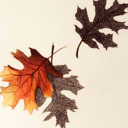 Folhas de Outono - 20 X 20 Cm - Papel Fotográfico Fosco