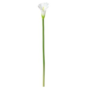 Lily Flor Copo de Leite Branco/verde