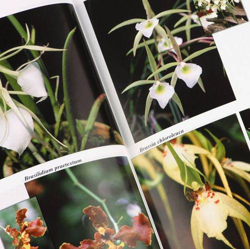 Livro - Enciclopédia Ilustrada - 2200 Plantas e Flores - Orquídeas e Bromélias - Vol. 4