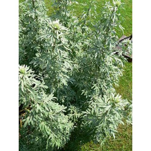 Losna - Artemisia Absinthium L. 100 Gr.(G)