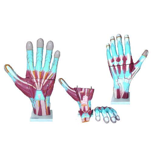 Mão Muscular Ampliada em 3 Partes Anatomic - Tgd-0330-m