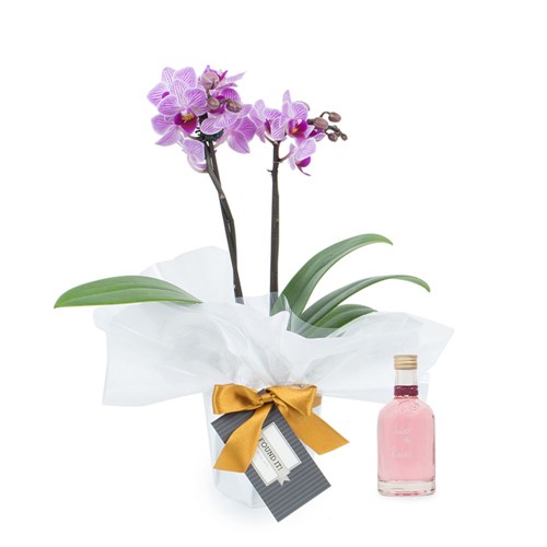Mini Orquídea Lilás + Licor de Rosas Vom Fass