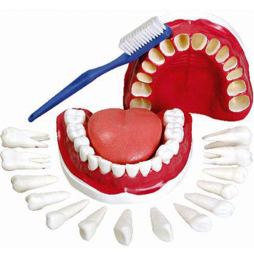 Modelo de Dentição com Todos os Dentes Removíveis Anatomic - Tgd-0312-c