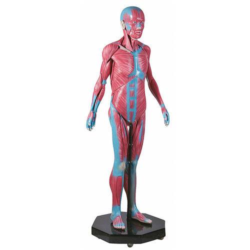 Modelo Muscular Assexuado 170 Cm com 34 Partes Anatomic - Código: Tgd-4000