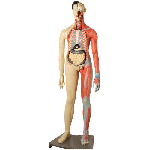 Modelo Muscular Bissexual 160cm com Órgãos Internos Anatomic - Tgd-4001
