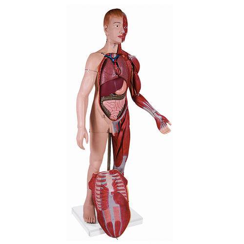 Modelo Muscular com Órgãos Internos com 170 Cm Anatomic - Tzj-4001-a