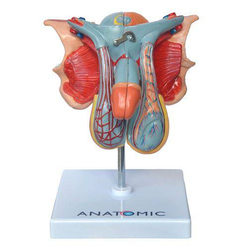Órgão Genital Masculino em 4 Partes Modelo Anatômico