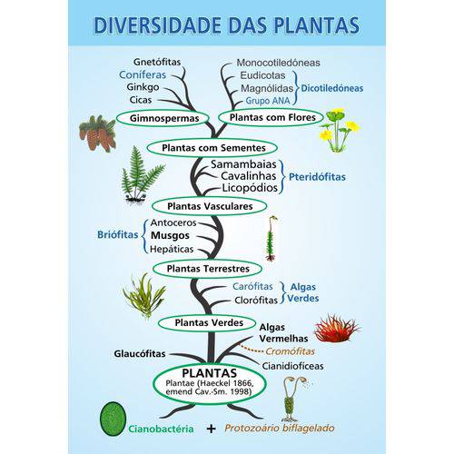 Painel Alfabetização Educativo Diversidade das Plantas