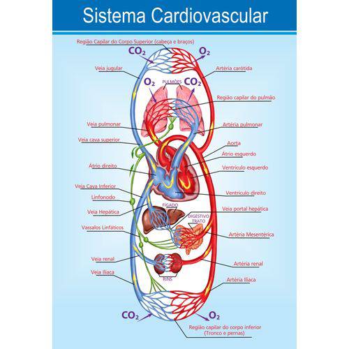 Painel Alfabetização Educativo Sistema Cardiovascular