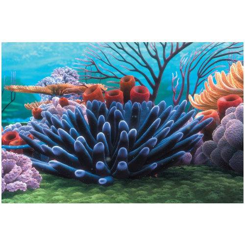 Painel de Fundo Procurando Nemo NMBG7 Corais 51x31cm