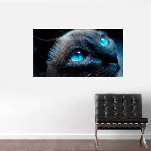 Painel Fotográfico Adesivo - Gato de Olho Azul