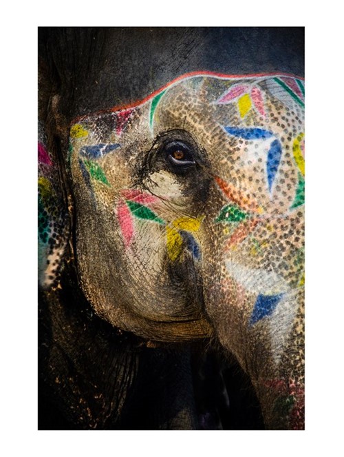 Painted Elephant II Fotografia Painted Elephant II - Fotografia 75X50Cm