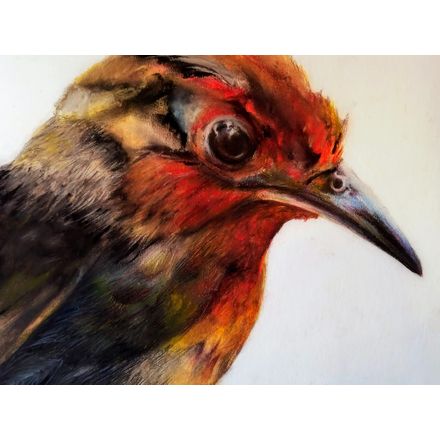 Gravura para Quadros – Arte Pássaro - 47,5 X 36 Cm - Papel Fotográfico Fosco