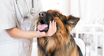 Patologia Veterinária Especial para Cães e Gatos - Completo
