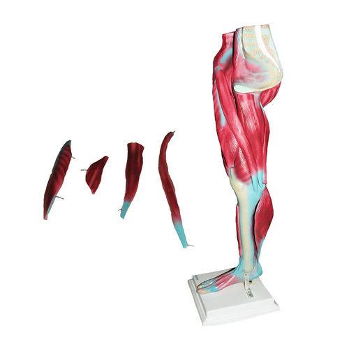 Perna Musculada Anatomic - Tgd-4020