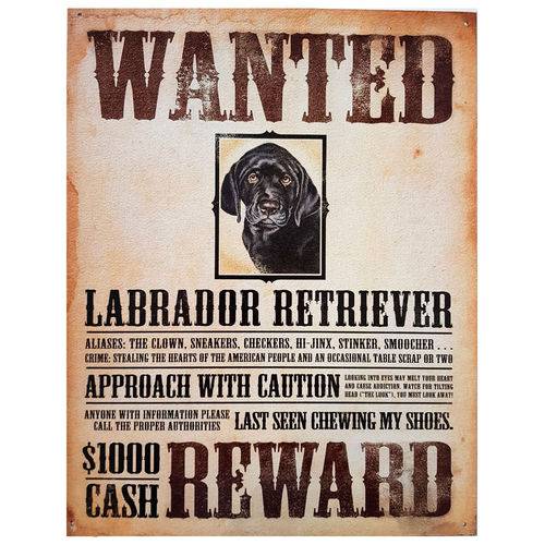Placa de Metal Procura-se Labrador