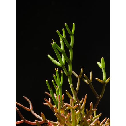 Planta Suculenta - 36 X 47,5 Cm - Papel Fotográfico Fosco