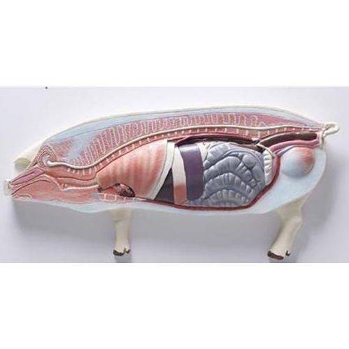 Porco - Anatomia - Coleman - Col 3605