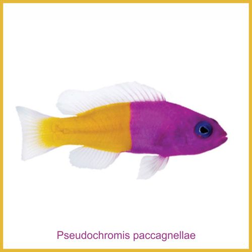 Pseudochromis Paccagnellae -