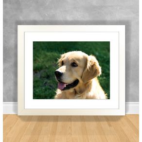 Quadro Decorativo Cachorro - Golden Labrador Cachorro 07 Branca