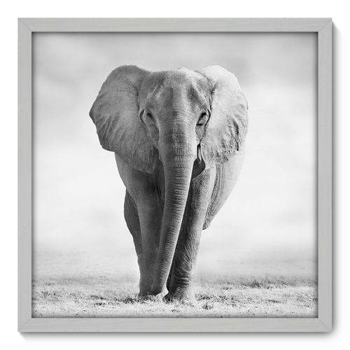 Quadro Decorativo - Elefante - N3002 - 50cm X 50cm