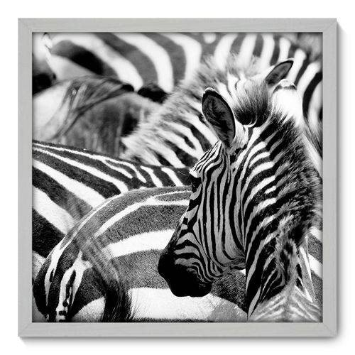 Quadro Decorativo - Zebras - 50cm X 50cm - 001qnscb