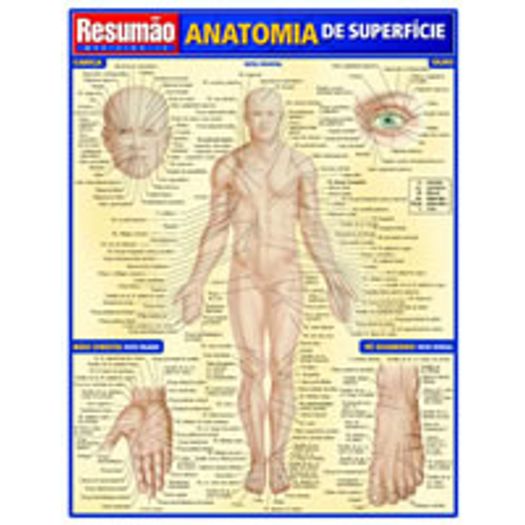 Resumao Anatomia de Superficie - Bafisa