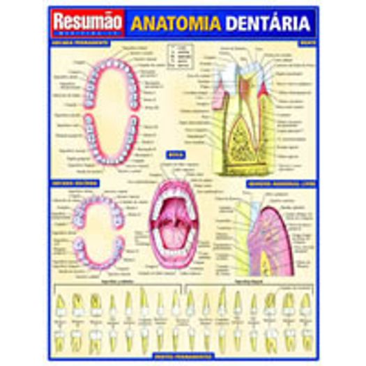 Resumao Anatomia Dentaria - Bafisa