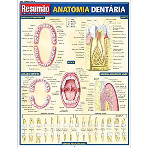 Resumão Anatomia Dentária