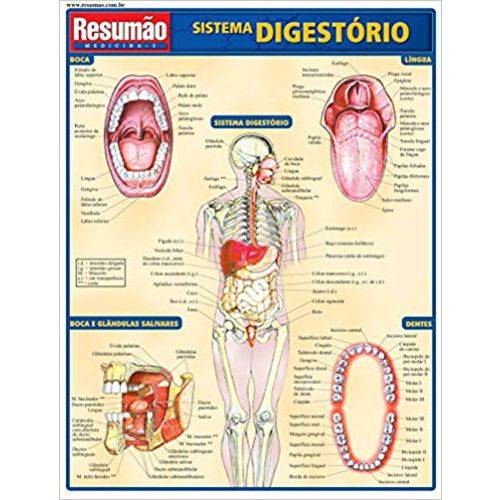 Resumão Sistema Digestório