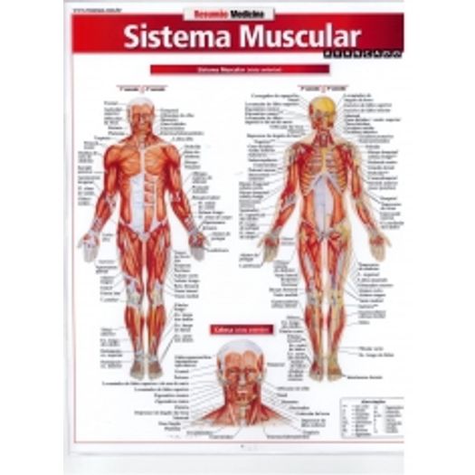 Resumao Sistema Muscular - Bafisa