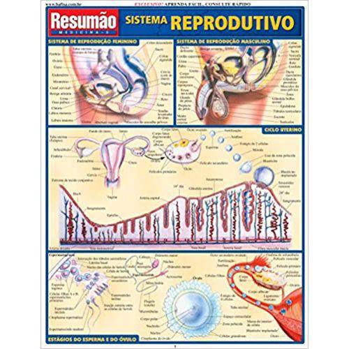 Resumão Sistema Reprodutivo