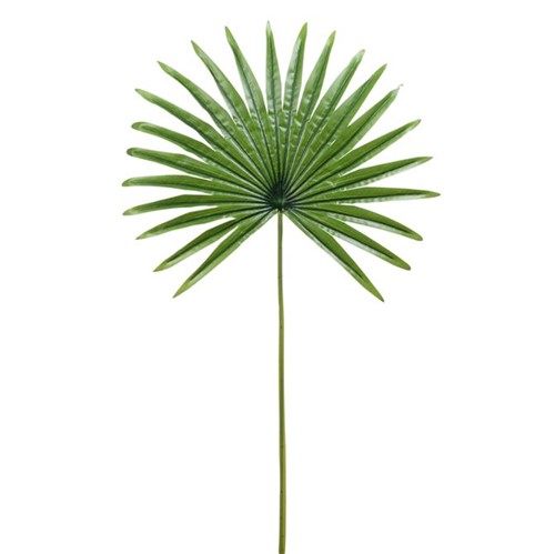 Royalty Palm Folhagem 82 Cm Verde