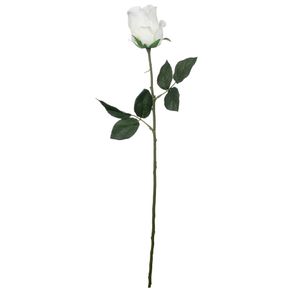 Single Rose Rosa Flor Branco/verde