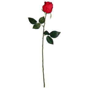 Single Rose Rosa Flor Vermelho/verde
