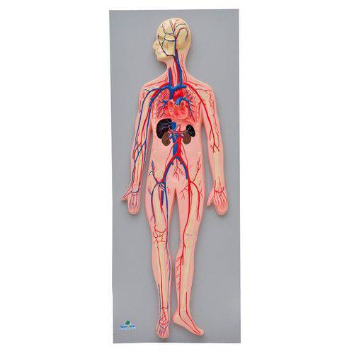 Sistema Circulatório Sanguíneo Modelo Anatômico