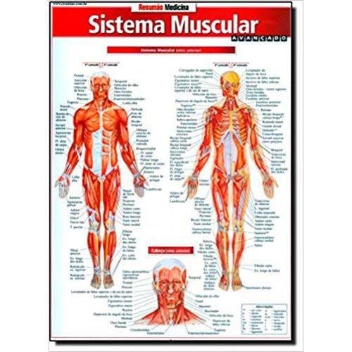 Sistema Muscular. Avançado