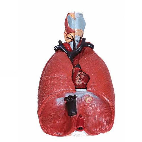 Sistema Respiratório com 7 Partes - Pulmão Luxo Anatomic - Tgd-0318-b