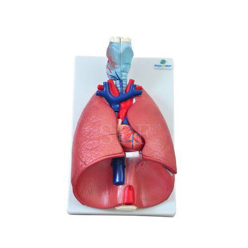 Sistema Respiratório em 7 Partes Modelo Anatômico