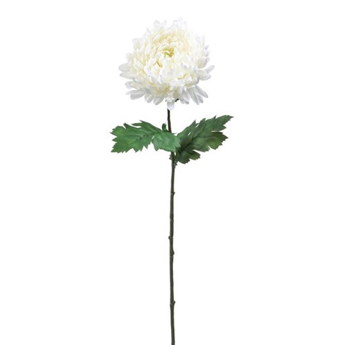 Solar Flor Calêndula Branco/verde